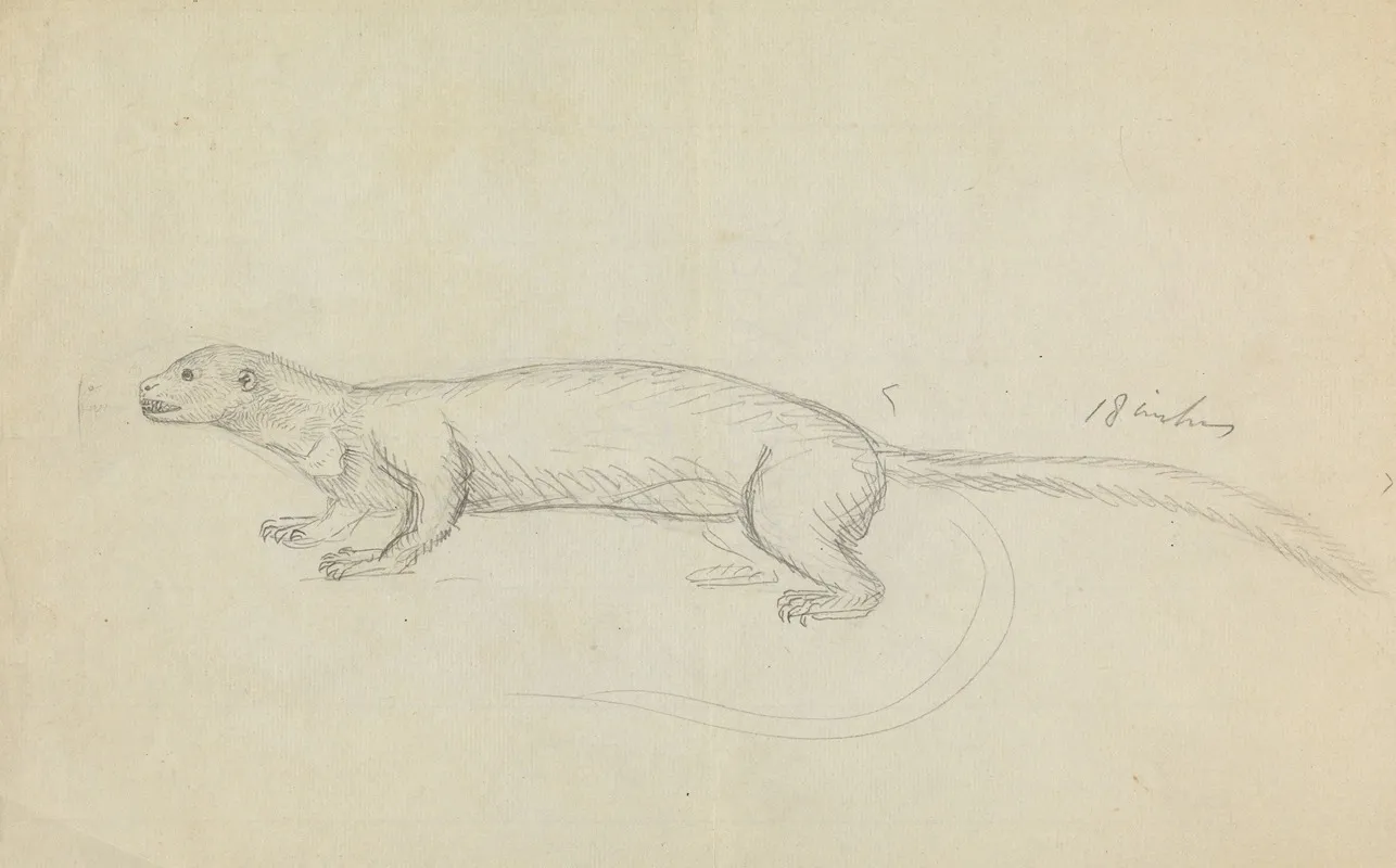 A Weasel 2