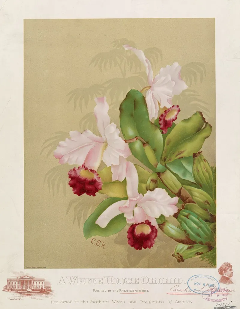 A Whitehouse Orchid Wall Art by G.H. Buek &amp; Co. - High-Resolution Digital Print