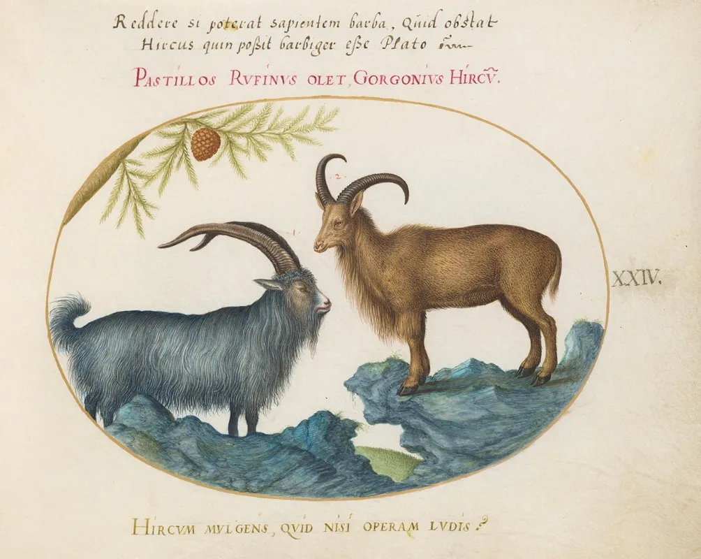 A Wild Goat And A Barbary Sheep
