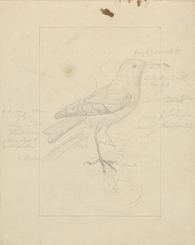 A Wren