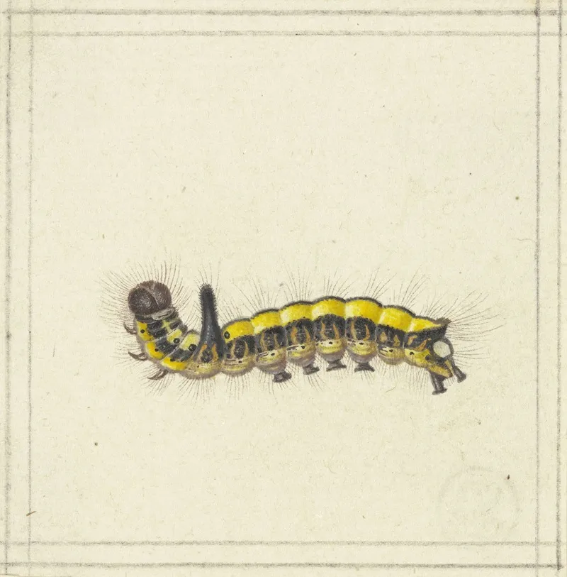 A Yellow Caterpillar Wall Art by Herman Henstenburgh - High-Resolution Digital Print