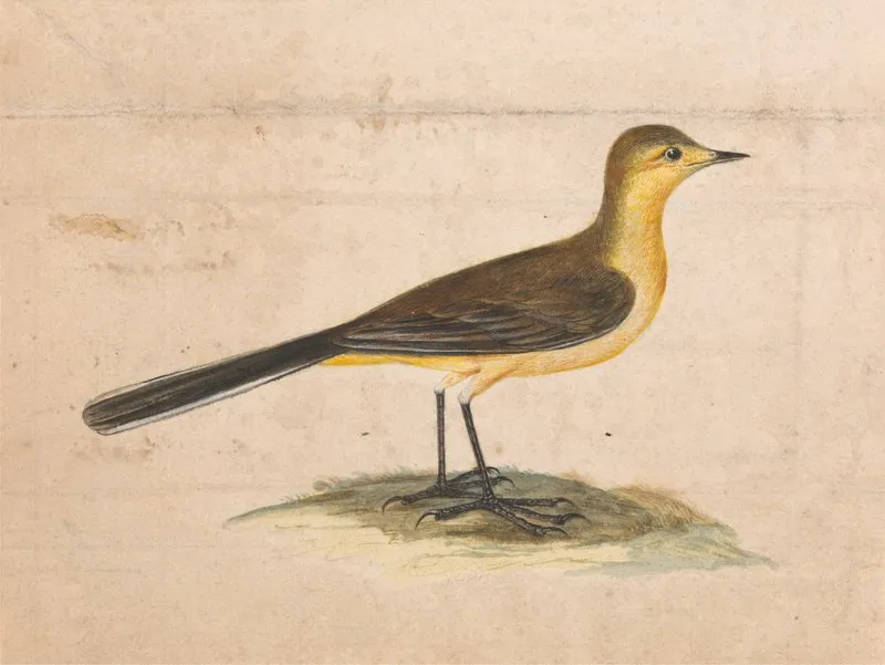 A Yellow Wagtail Wall Art by Thomas Atwood - High-Resolution Digital Print