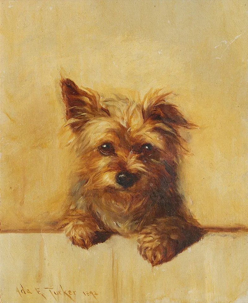 A Yorkshire Terrier Puppy Wall Art by Ada Eliza Tucker - High-Resolution Digital Print
