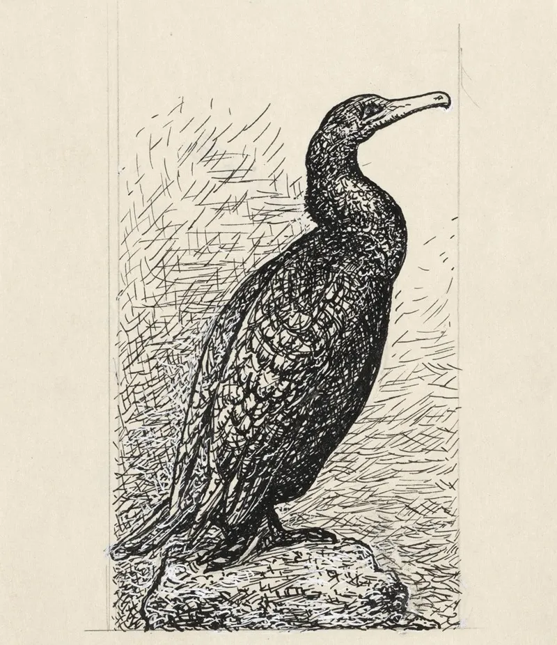 Aalscholver 2