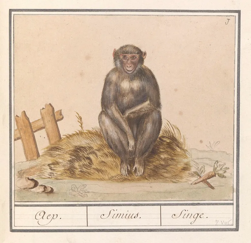 Aap Primates Aep Simius Singe Wall Art by Anselmus Boëtius de Boodt - High-Resolution Digital Print