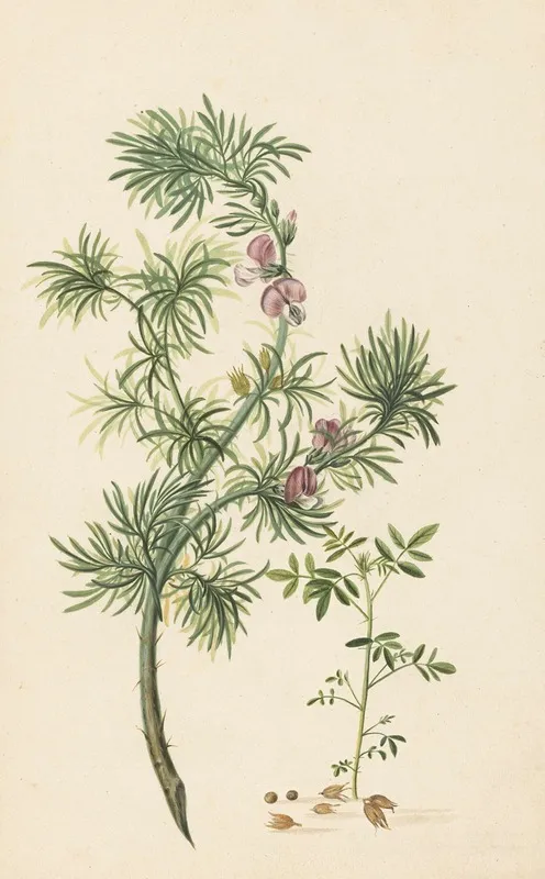 Aaronskelk Genista Aethiopica Wall Art by Herman Henstenburgh - High-Resolution Digital Print