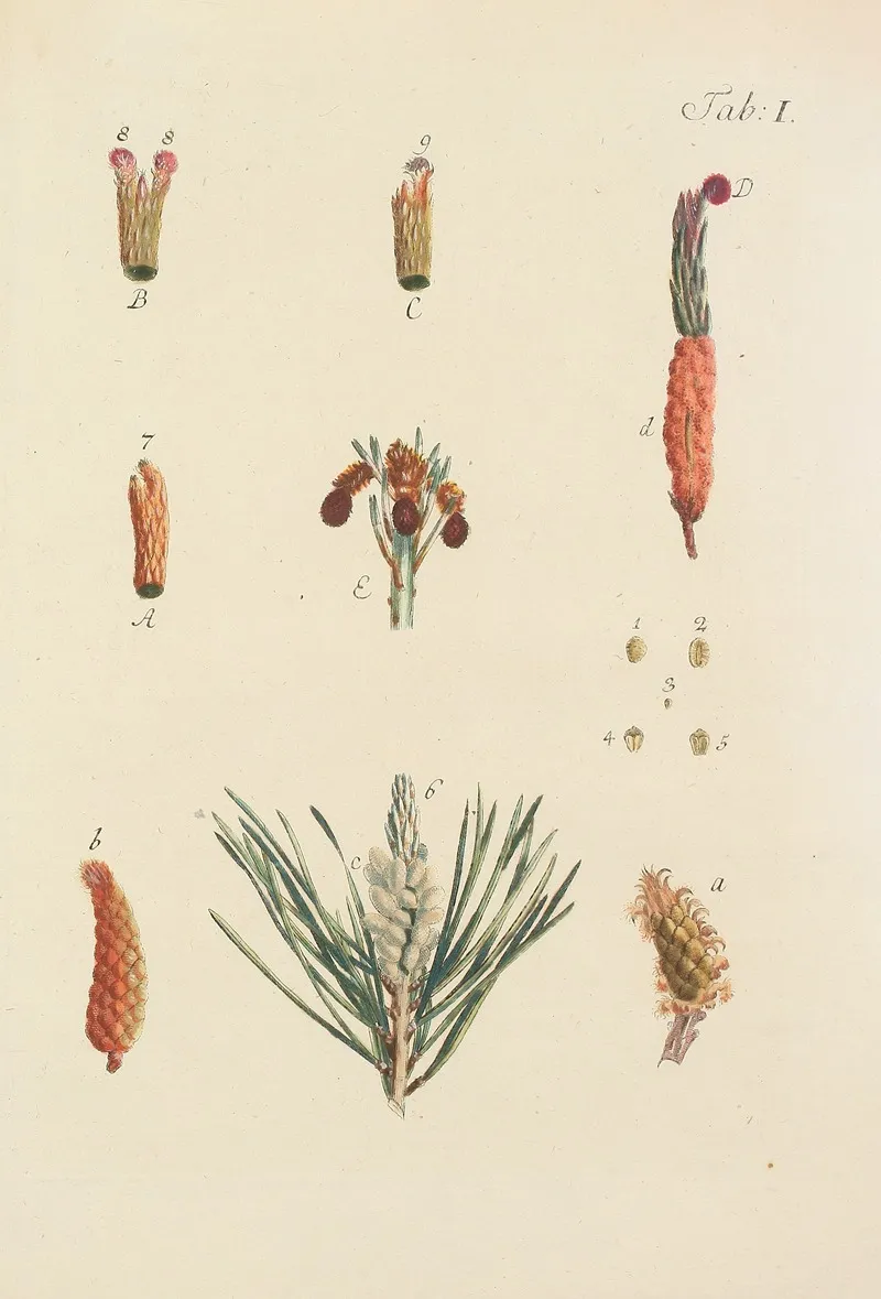 Abbildung Der Wilden Baume Stauden Und Buschgewachse Pl 001 Wall Art by Carl Christoph Oelhafen von Schöllenbach - High-Resolution Digital Print