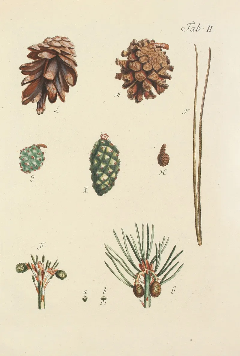 Abbildung Der Wilden Baume Stauden Und Buschgewachse Pl 002 Wall Art by Carl Christoph Oelhafen von Schöllenbach - High-Resolution Digital Print