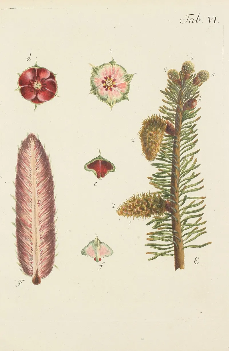 Abbildung Der Wilden Baume Stauden Und Buschgewachse Pl 006 Wall Art by Carl Christoph Oelhafen von Schöllenbach - High-Resolution Digital Print