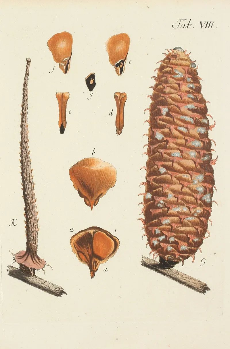 Abbildung Der Wilden Baume Stauden Und Buschgewachse Pl 008 Wall Art by Carl Christoph Oelhafen von Schöllenbach - High-Resolution Digital Print