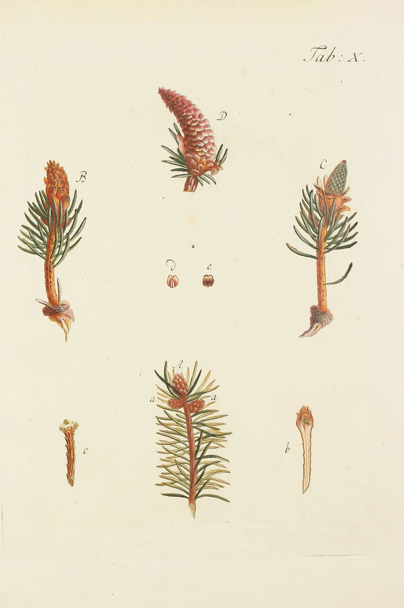 Abbildung Der Wilden Baume Stauden Und Buschgewachse Pl 010 Wall Art by Carl Christoph Oelhafen von Schöllenbach - High-Resolution Digital Print