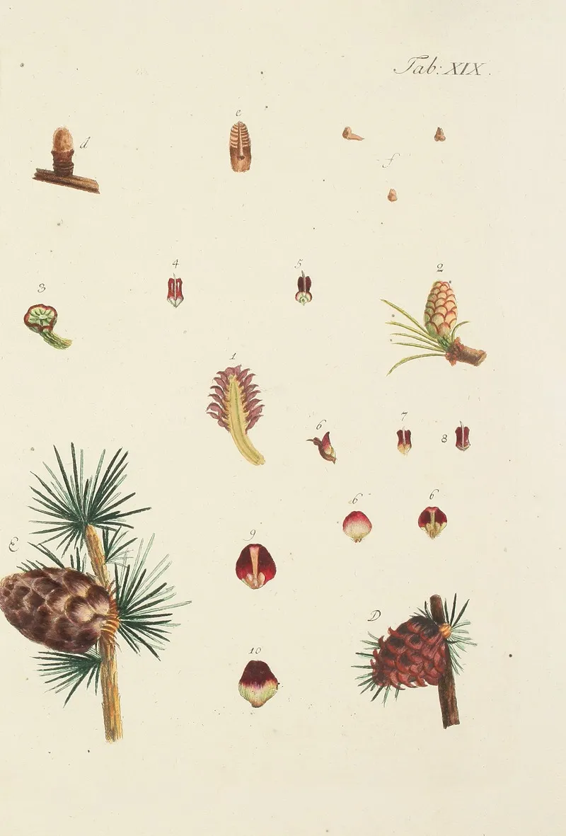 Abbildung Der Wilden Baume Stauden Und Buschgewachse Pl 019 Wall Art by Carl Christoph Oelhafen von Schöllenbach - High-Resolution Digital Print
