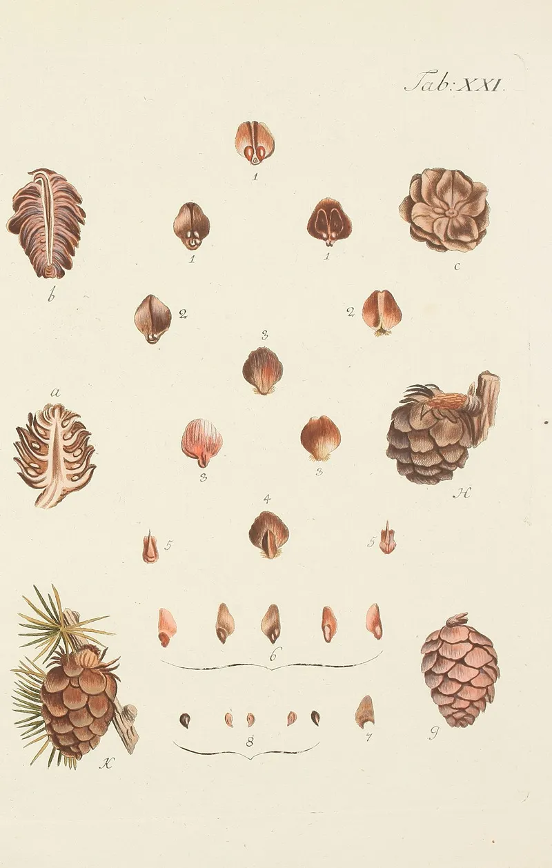 Abbildung Der Wilden Baume Stauden Und Buschgewachse Pl 021 Wall Art by Carl Christoph Oelhafen von Schöllenbach - High-Resolution Digital Print