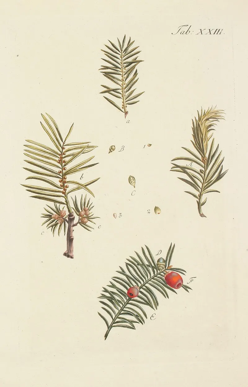 Abbildung Der Wilden Baume Stauden Und Buschgewachse Pl 023 Wall Art by Carl Christoph Oelhafen von Schöllenbach - High-Resolution Digital Print