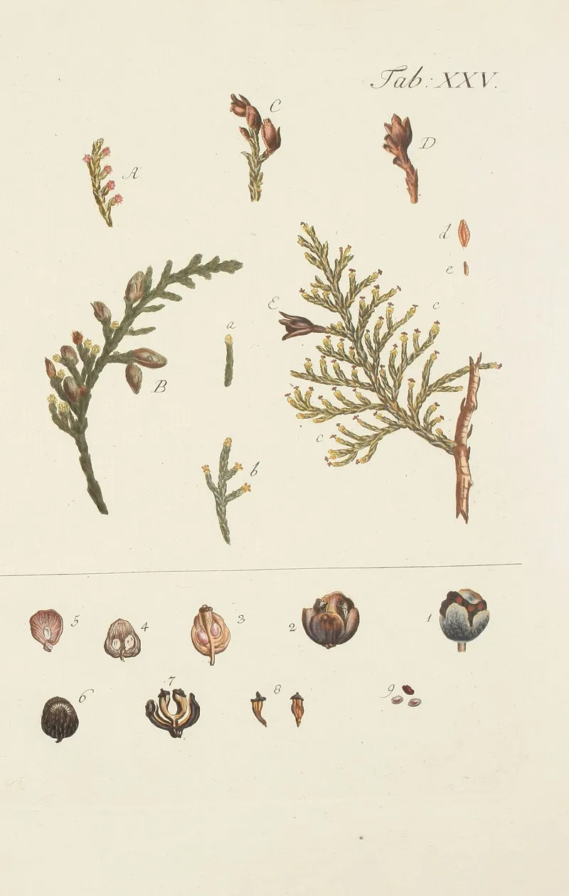 Abbildung Der Wilden Baume Stauden Und Buschgewachse Pl 025 Wall Art by Carl Christoph Oelhafen von Schöllenbach - High-Resolution Digital Print