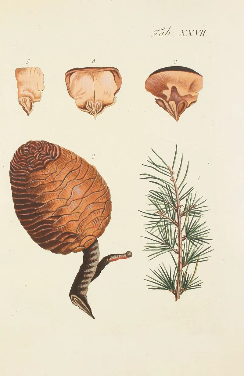 Abbildung Der Wilden Baume Stauden Und Buschgewachse Pl 027 Wall Art by Carl Christoph Oelhafen von Schöllenbach - High-Resolution Digital Print