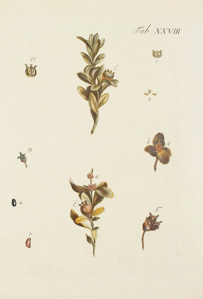 Abbildung Der Wilden Baume Stauden Und Buschgewachse Pl 028 Wall Art by Carl Christoph Oelhafen von Schöllenbach - High-Resolution Digital Print