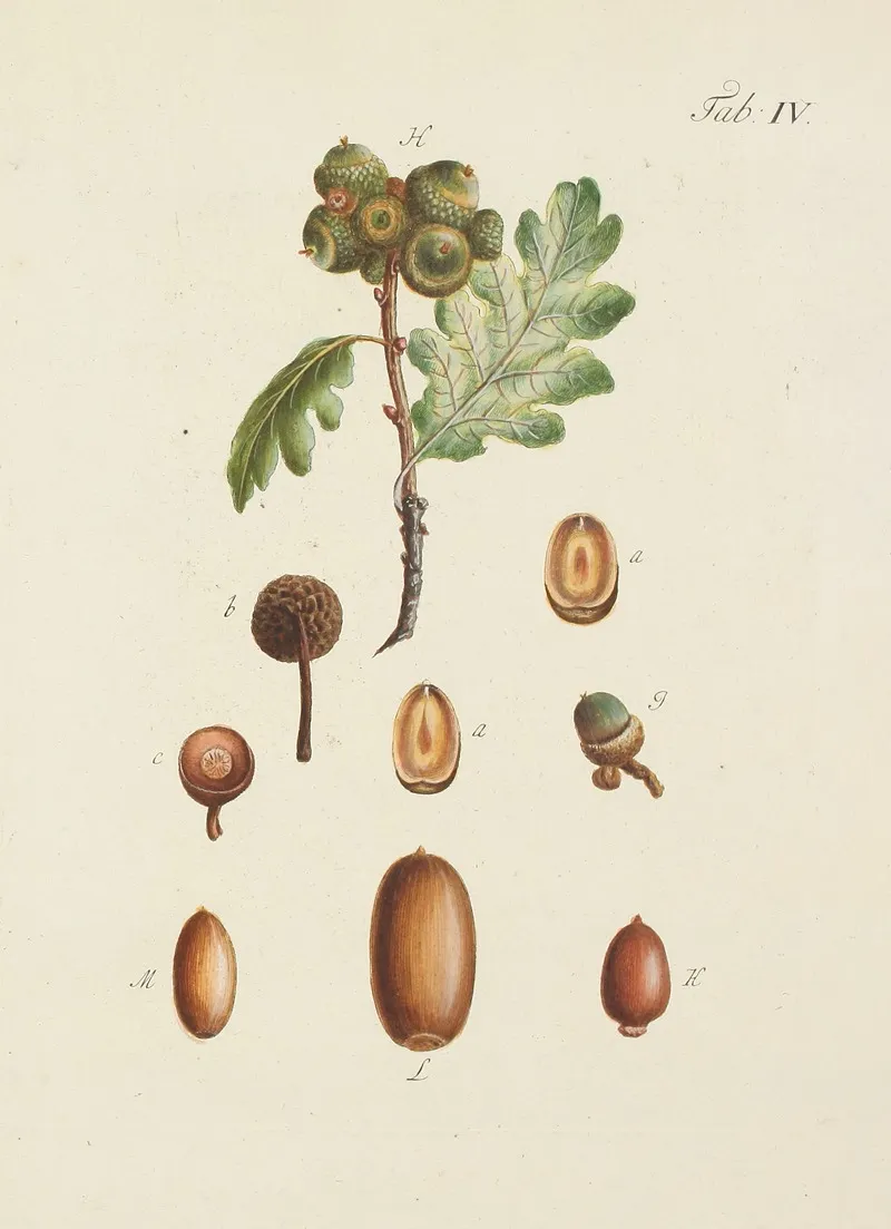 Abbildung Der Wilden Baume Stauden Und Buschgewachse Pl 038 Wall Art by Carl Christoph Oelhafen von Schöllenbach - High-Resolution Digital Print