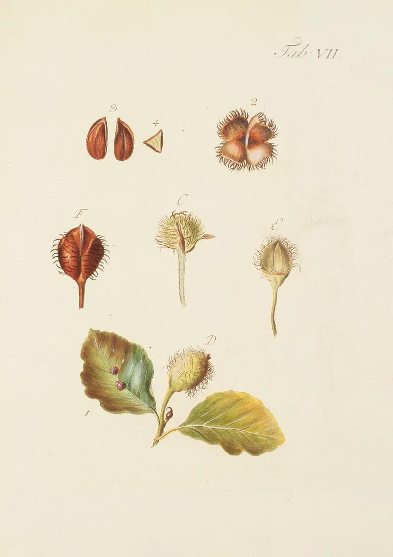 Abbildung Der Wilden Baume Stauden Und Buschgewachse Pl 041 Wall Art by Carl Christoph Oelhafen von Schöllenbach - High-Resolution Digital Print