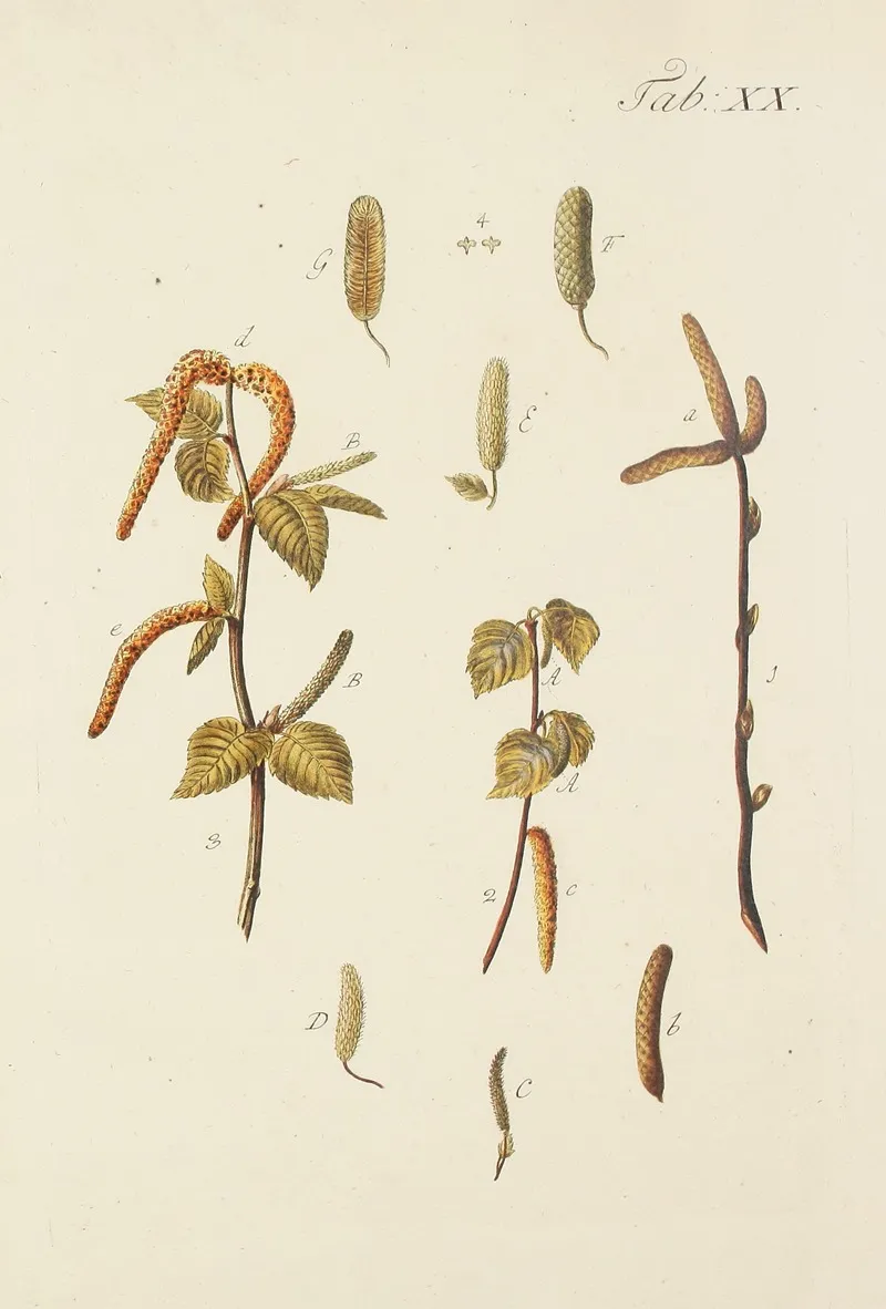 Abbildung Der Wilden Baume Stauden Und Buschgewachse Pl 054 Wall Art by Carl Christoph Oelhafen von Schöllenbach - High-Resolution Digital Print