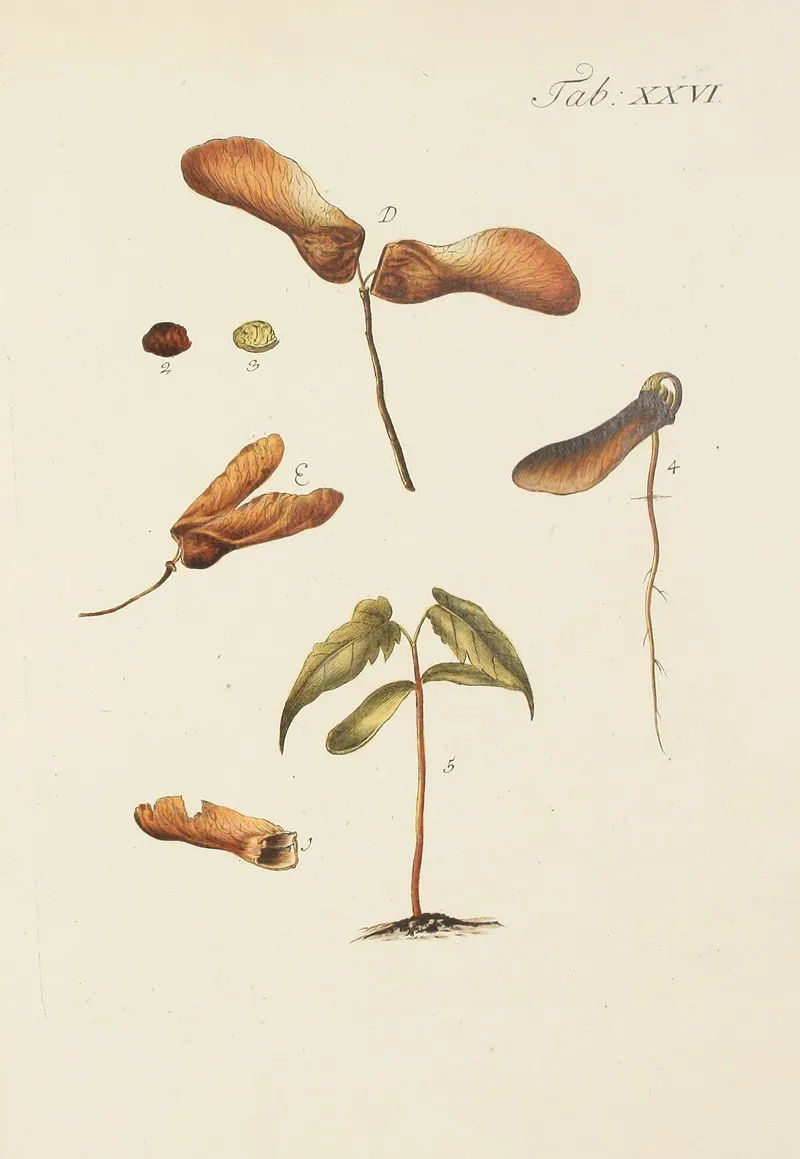 Abbildung Der Wilden Baume Stauden Und Buschgewachse Pl 060 Wall Art by Carl Christoph Oelhafen von Schöllenbach - High-Resolution Digital Print
