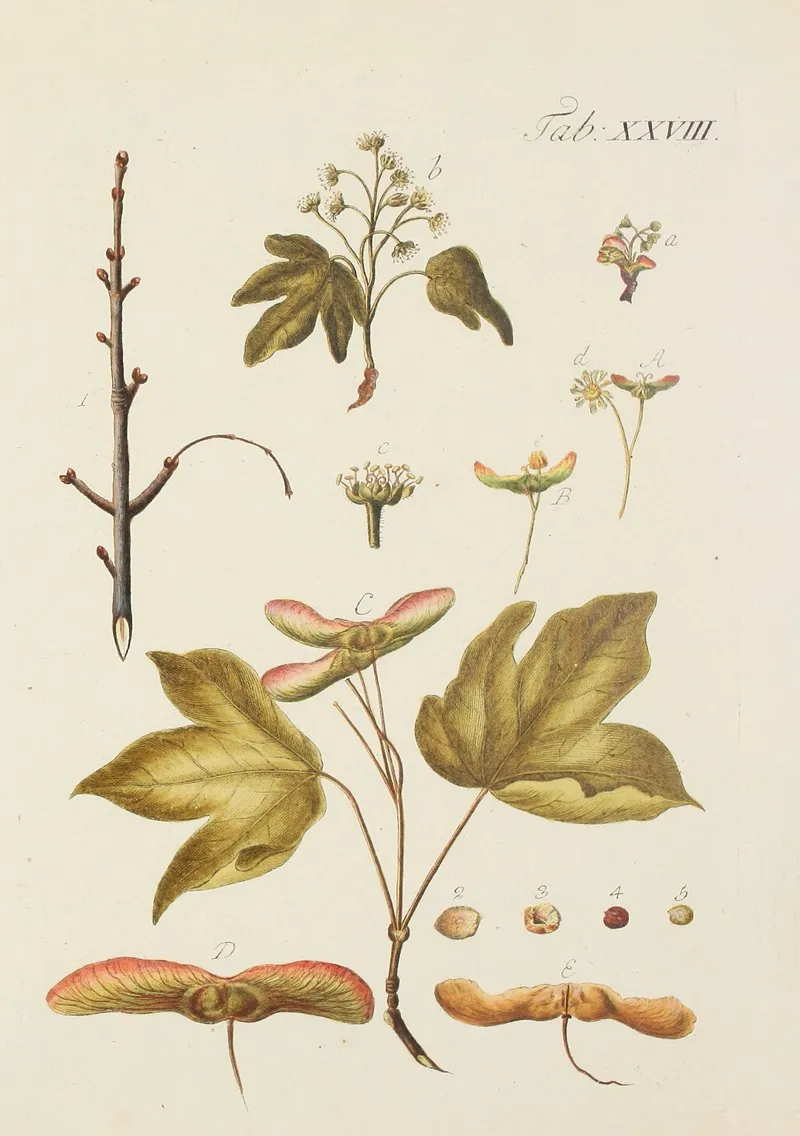 Abbildung Der Wilden Baume Stauden Und Buschgewachse Pl 062 Wall Art by Carl Christoph Oelhafen von Schöllenbach - High-Resolution Digital Print