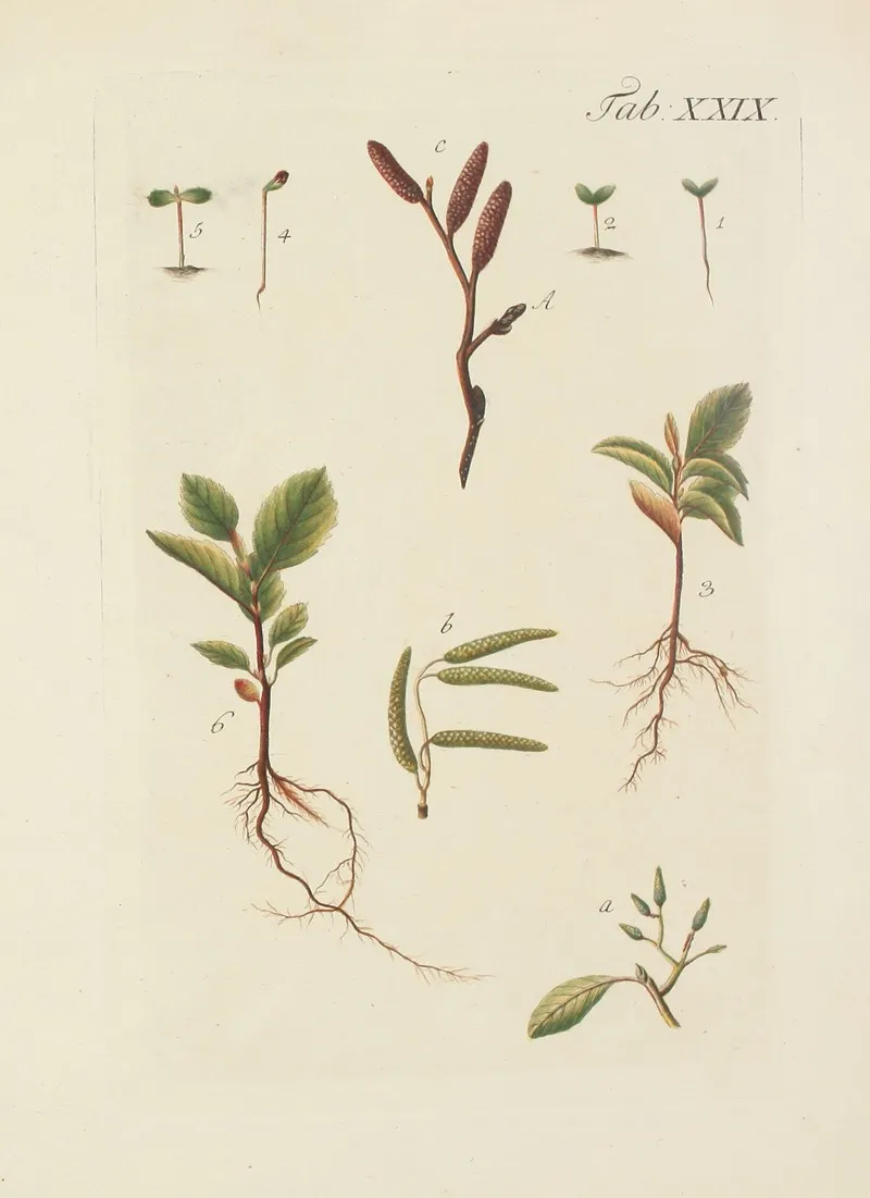 Abbildung Der Wilden Baume Stauden Und Buschgewachse Pl 063 Wall Art by Carl Christoph Oelhafen von Schöllenbach - High-Resolution Digital Print