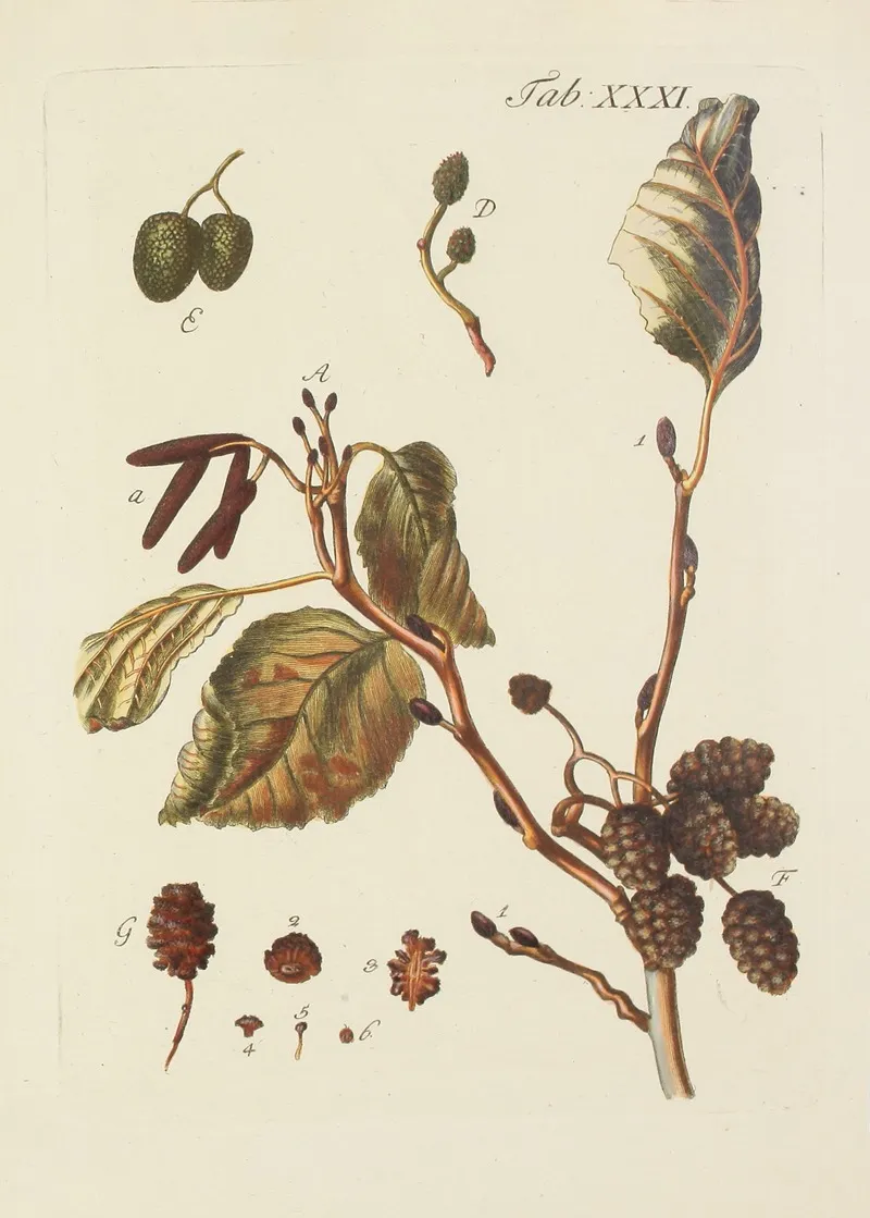 Abbildung Der Wilden Baume Stauden Und Buschgewachse Pl 065 Wall Art by Carl Christoph Oelhafen von Schöllenbach - High-Resolution Digital Print