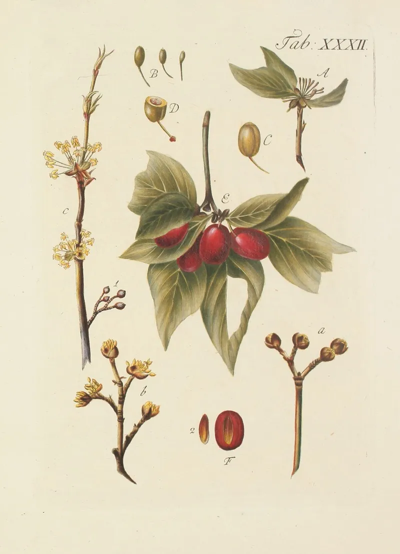 Abbildung Der Wilden Baume Stauden Und Buschgewachse Pl 066 Wall Art by Carl Christoph Oelhafen von Schöllenbach - High-Resolution Digital Print