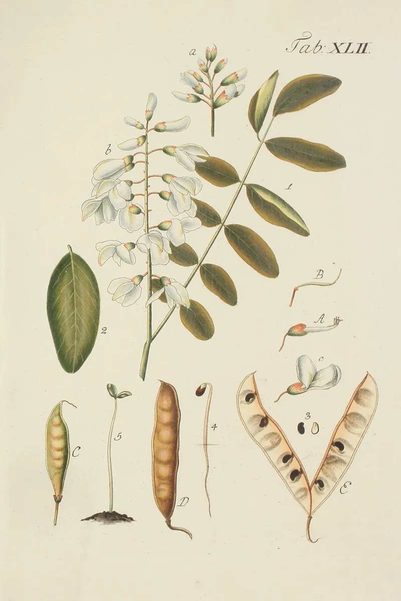 Abbildung Der Wilden Baume Stauden Und Buschgewachse Pl 077 Wall Art by Carl Christoph Oelhafen von Schöllenbach - High-Resolution Digital Print