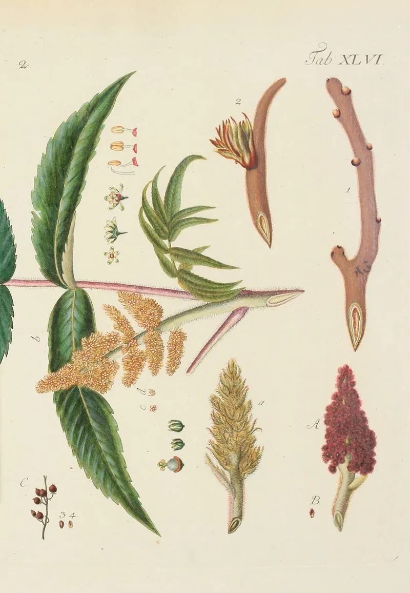 Abbildung Der Wilden Baume Stauden Und Buschgewachse Pl 081 Wall Art by Carl Christoph Oelhafen von Schöllenbach - High-Resolution Digital Print