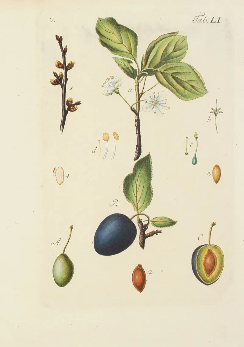 Abbildung Der Wilden Baume Stauden Und Buschgewachse Pl 086 Wall Art by Carl Christoph Oelhafen von Schöllenbach - High-Resolution Digital Print