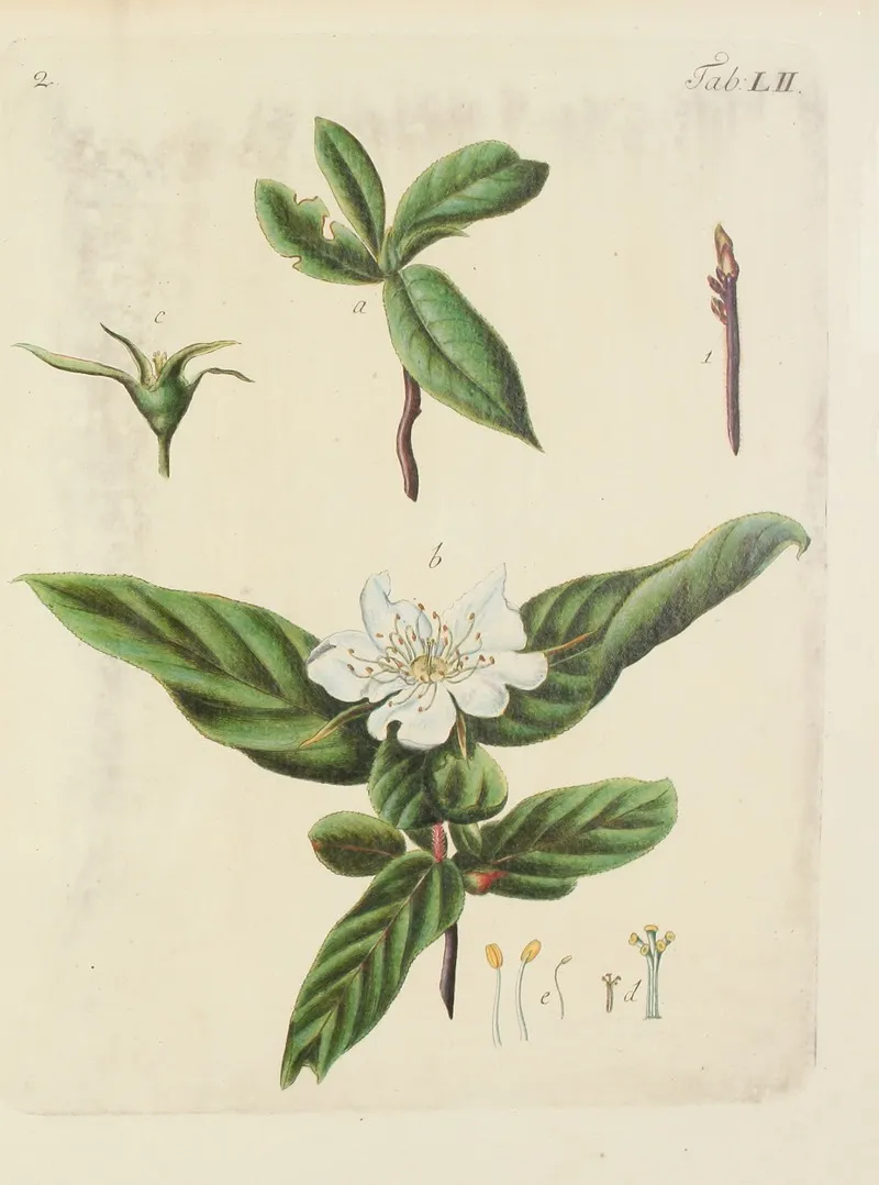 Abbildung Der Wilden Baume Stauden Und Buschgewachse Pl 087 Wall Art by Carl Christoph Oelhafen von Schöllenbach - High-Resolution Digital Print