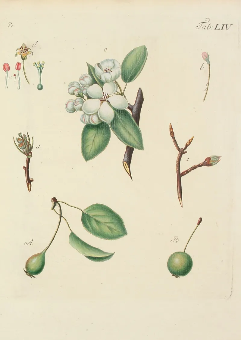 Abbildung Der Wilden Baume Stauden Und Buschgewachse Pl 089 Wall Art by Carl Christoph Oelhafen von Schöllenbach - High-Resolution Digital Print