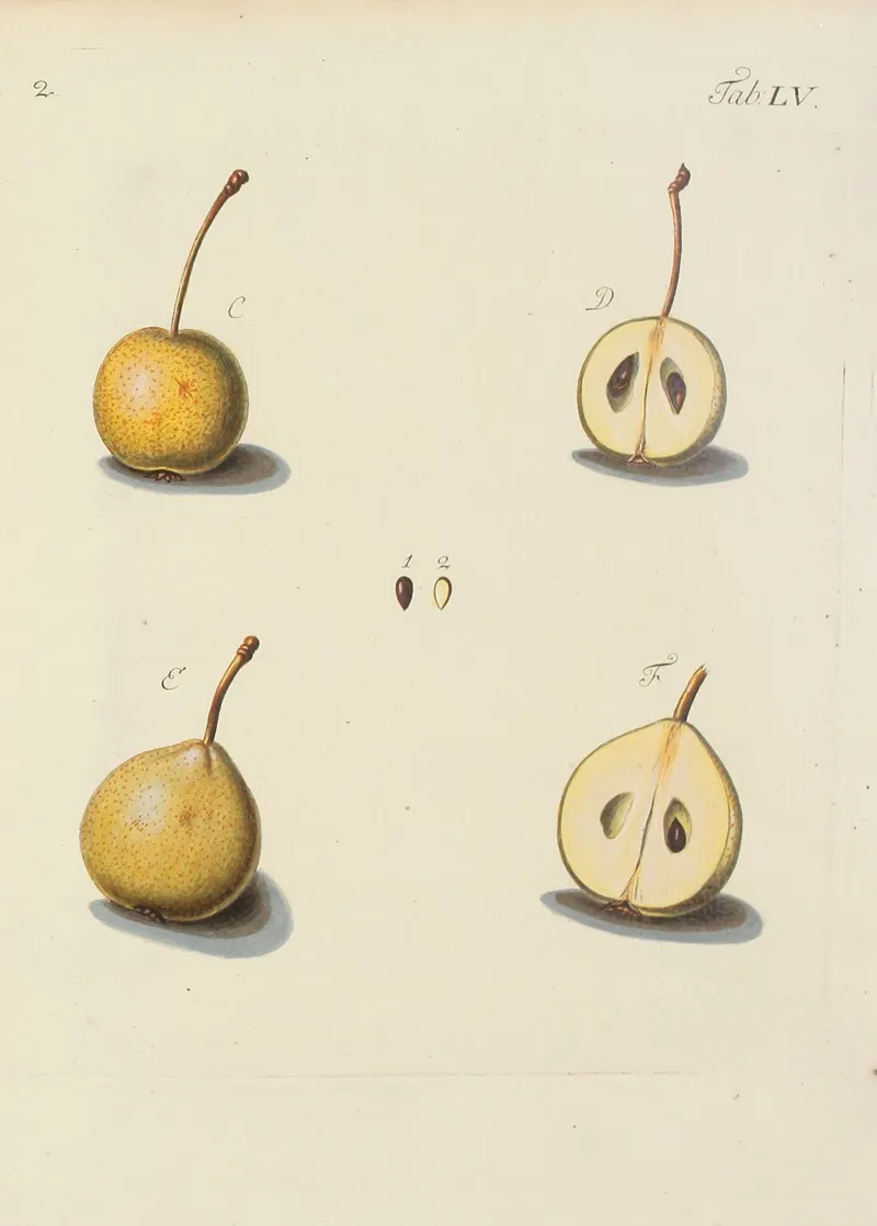 Abbildung Der Wilden Baume Stauden Und Buschgewachse Pl 090 Wall Art by Carl Christoph Oelhafen von Schöllenbach - High-Resolution Digital Print