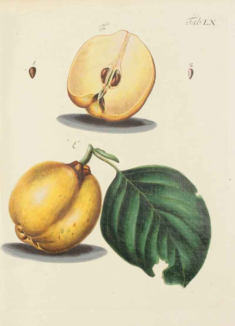 Abbildung Der Wilden Baume Stauden Und Buschgewachse Pl 095 Wall Art by Carl Christoph Oelhafen von Schöllenbach - High-Resolution Digital Print