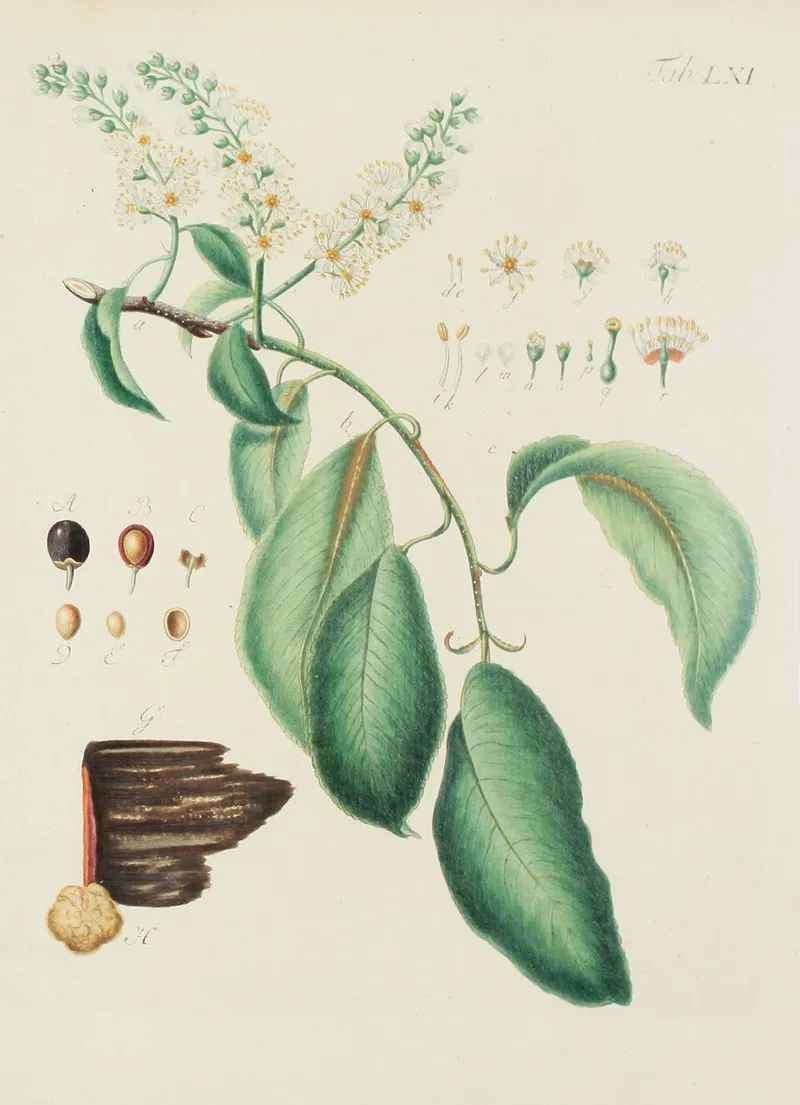 Abbildung Der Wilden Baume Stauden Und Buschgewachse Pl 096 Wall Art by Carl Christoph Oelhafen von Schöllenbach - High-Resolution Digital Print