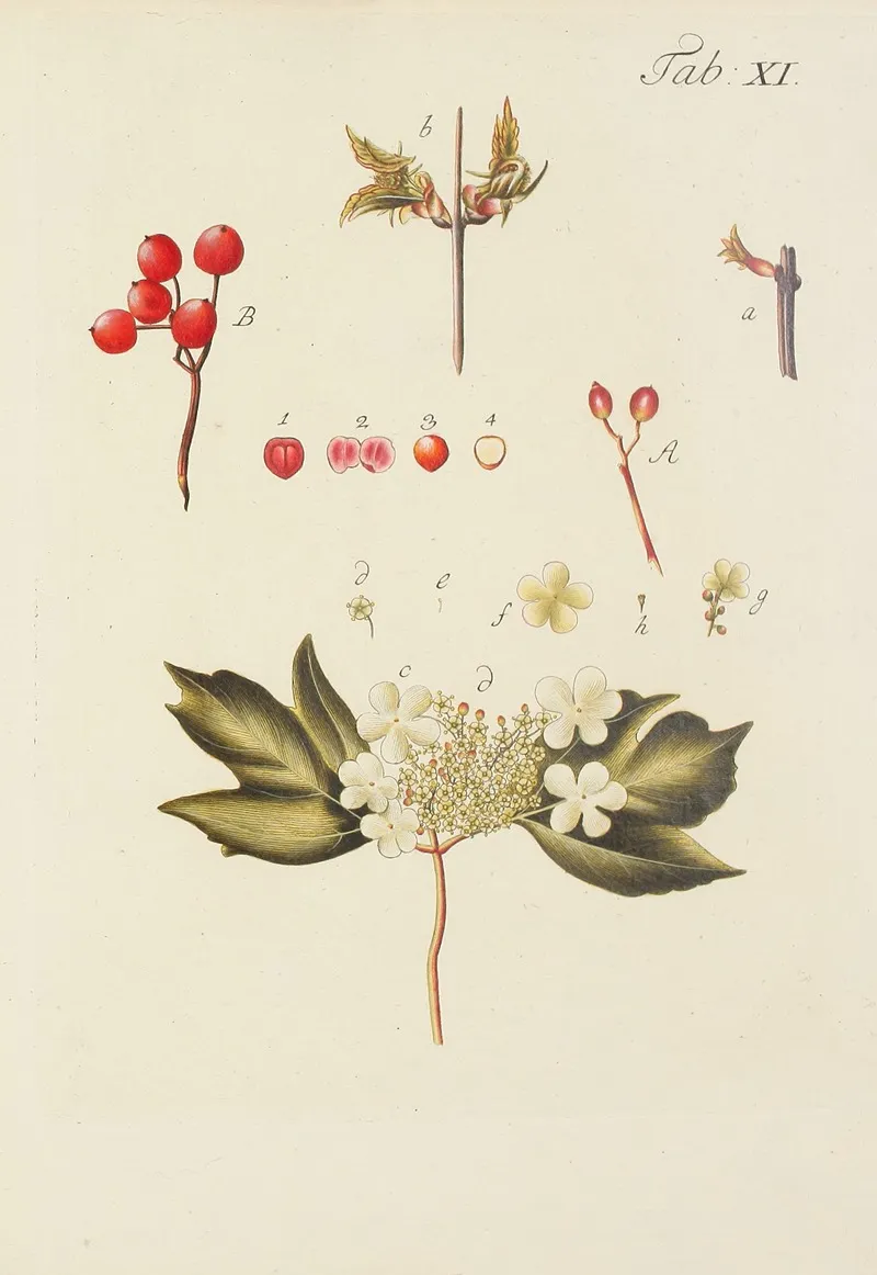 Abbildung Der Wilden Baume Stauden Und Buschgewachse Pl 122 Wall Art by Carl Christoph Oelhafen von Schöllenbach - High-Resolution Digital Print