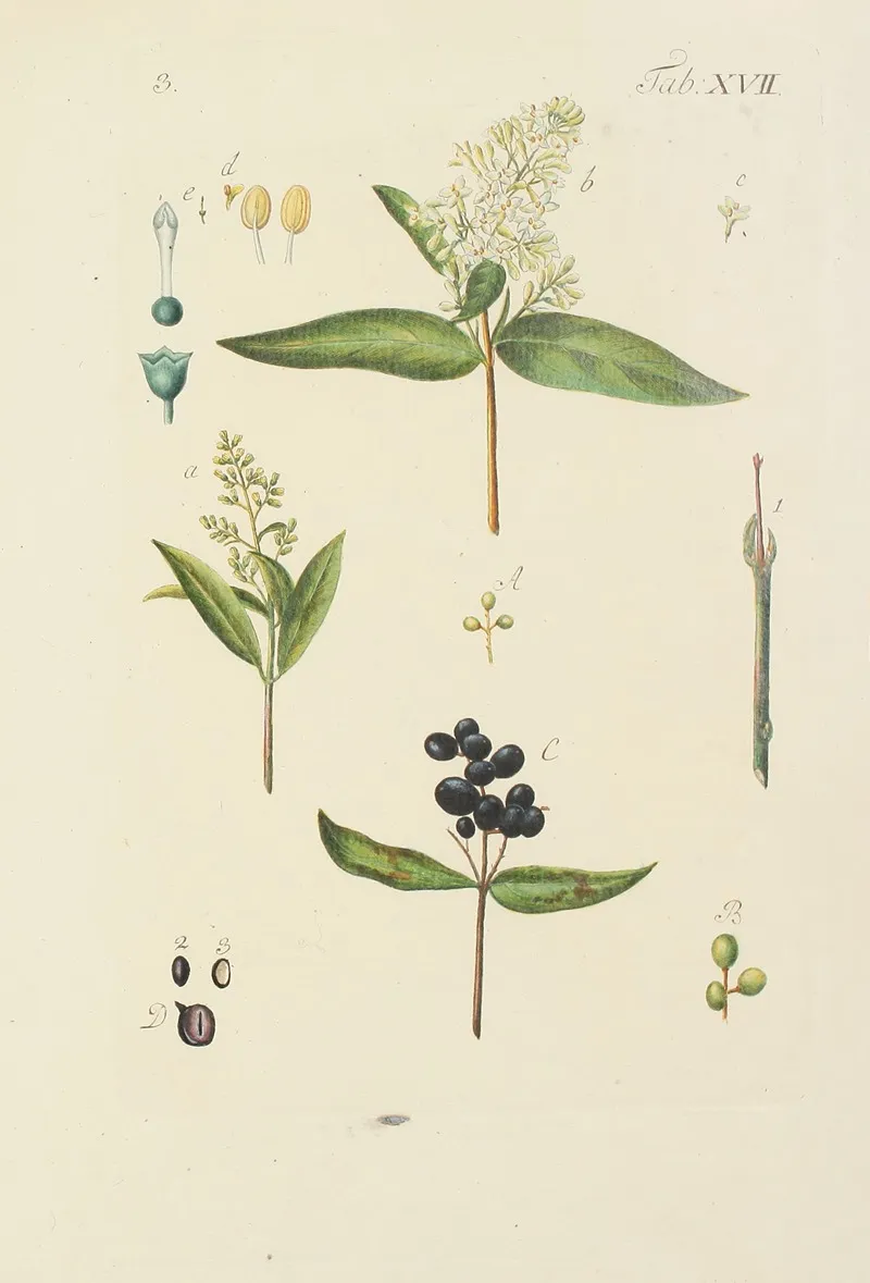 Abbildung Der Wilden Baume Stauden Und Buschgewachse Pl 128 Wall Art by Carl Christoph Oelhafen von Schöllenbach - High-Resolution Digital Print