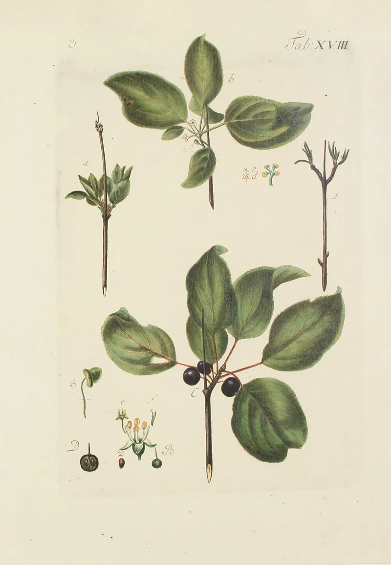 Abbildung Der Wilden Baume Stauden Und Buschgewachse Pl 129 Wall Art by Carl Christoph Oelhafen von Schöllenbach - High-Resolution Digital Print