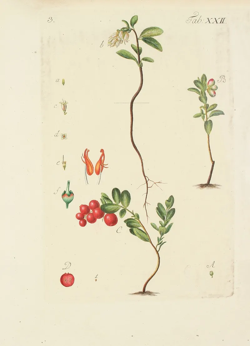 Abbildung Der Wilden Baume Stauden Und Buschgewachse Pl 133 Wall Art by Carl Christoph Oelhafen von Schöllenbach - High-Resolution Digital Print