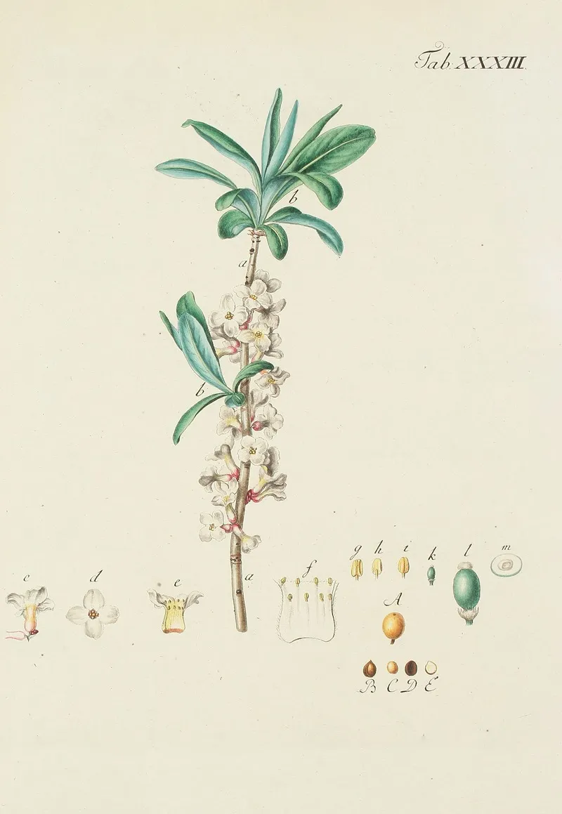 Abbildung Der Wilden Baume Stauden Und Buschgewachse Pl 145 Wall Art by Carl Christoph Oelhafen von Schöllenbach - High-Resolution Digital Print