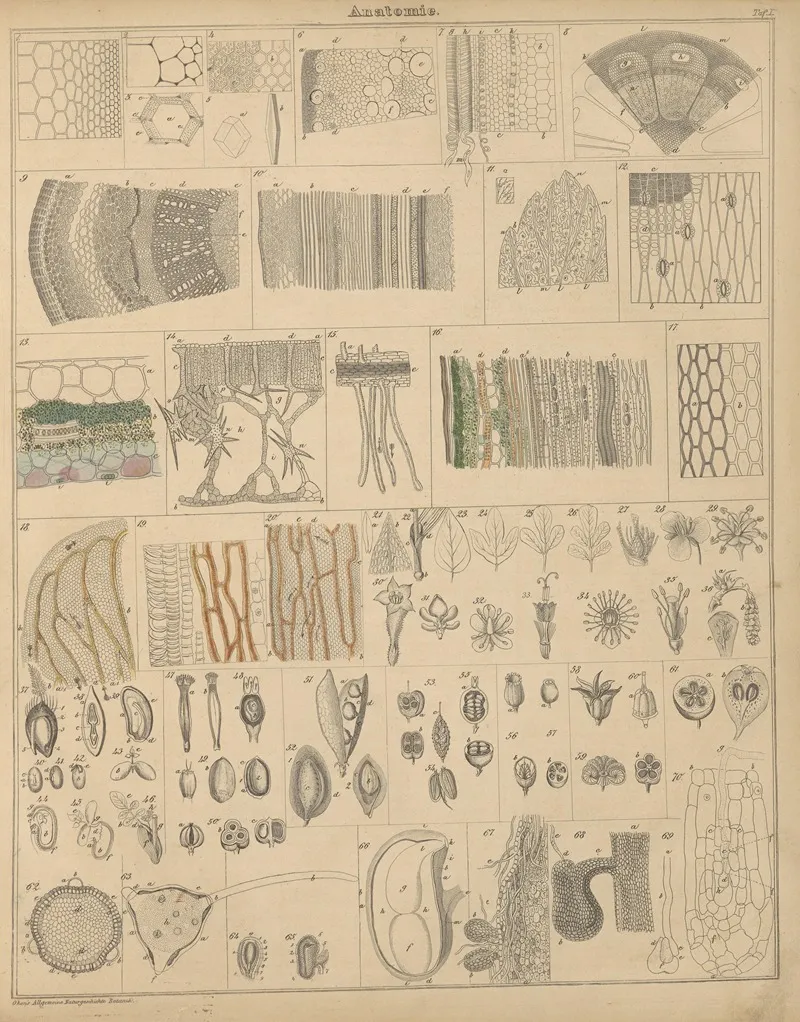 Abbildungen Zu Okens Allgemeiner Naturgeschichte Fur Alle Stande Pl 002 Wall Art by Lorenz Oken - High-Resolution Digital Print