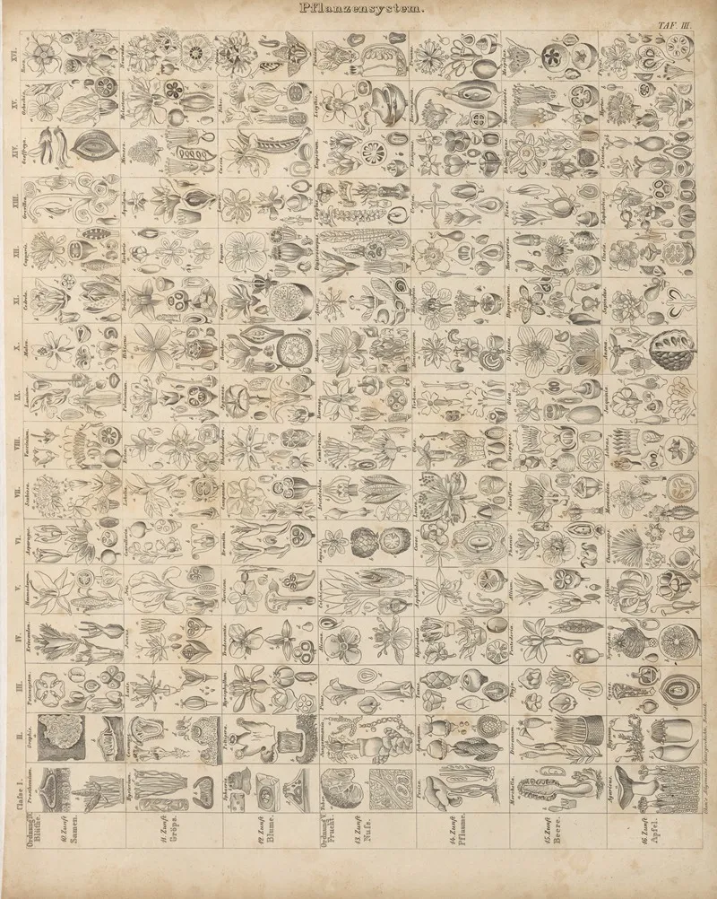 Abbildungen Zu Okens Allgemeiner Naturgeschichte Fur Alle Stande Pl 004 Wall Art by Lorenz Oken - High-Resolution Digital Print