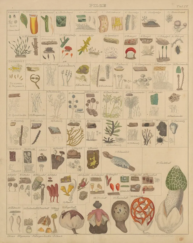 Abbildungen Zu Okens Allgemeiner Naturgeschichte Fur Alle Stande Pl 005 Wall Art by Lorenz Oken - High-Resolution Digital Print