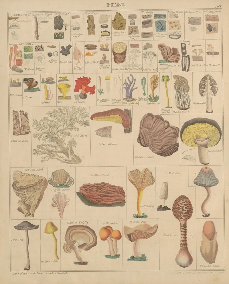 Abbildungen Zu Okens Allgemeiner Naturgeschichte Fur Alle Stande Pl 006 Wall Art by Lorenz Oken - High-Resolution Digital Print