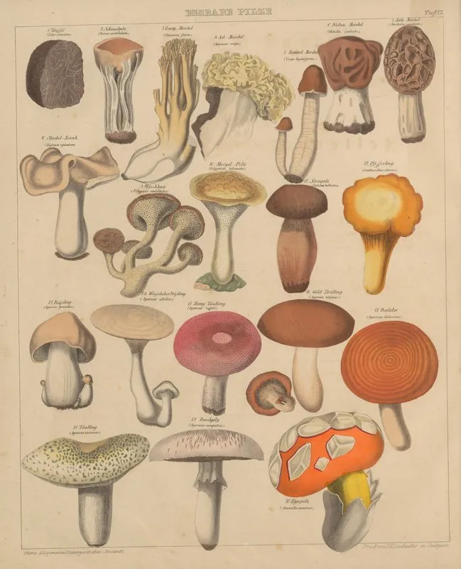 Abbildungen Zu Okens Allgemeiner Naturgeschichte Fur Alle Stande Pl 007 Wall Art by Lorenz Oken - High-Resolution Digital Print