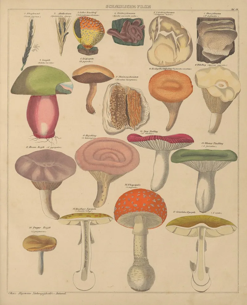 Abbildungen Zu Okens Allgemeiner Naturgeschichte Fur Alle Stande Pl 008 Wall Art by Lorenz Oken - High-Resolution Digital Print