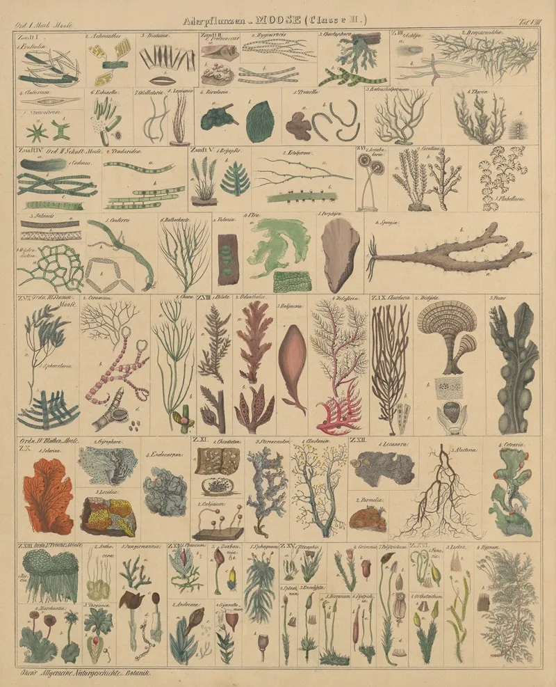 Abbildungen Zu Okens Allgemeiner Naturgeschichte Fur Alle Stande Pl 009 Wall Art by Lorenz Oken - High-Resolution Digital Print