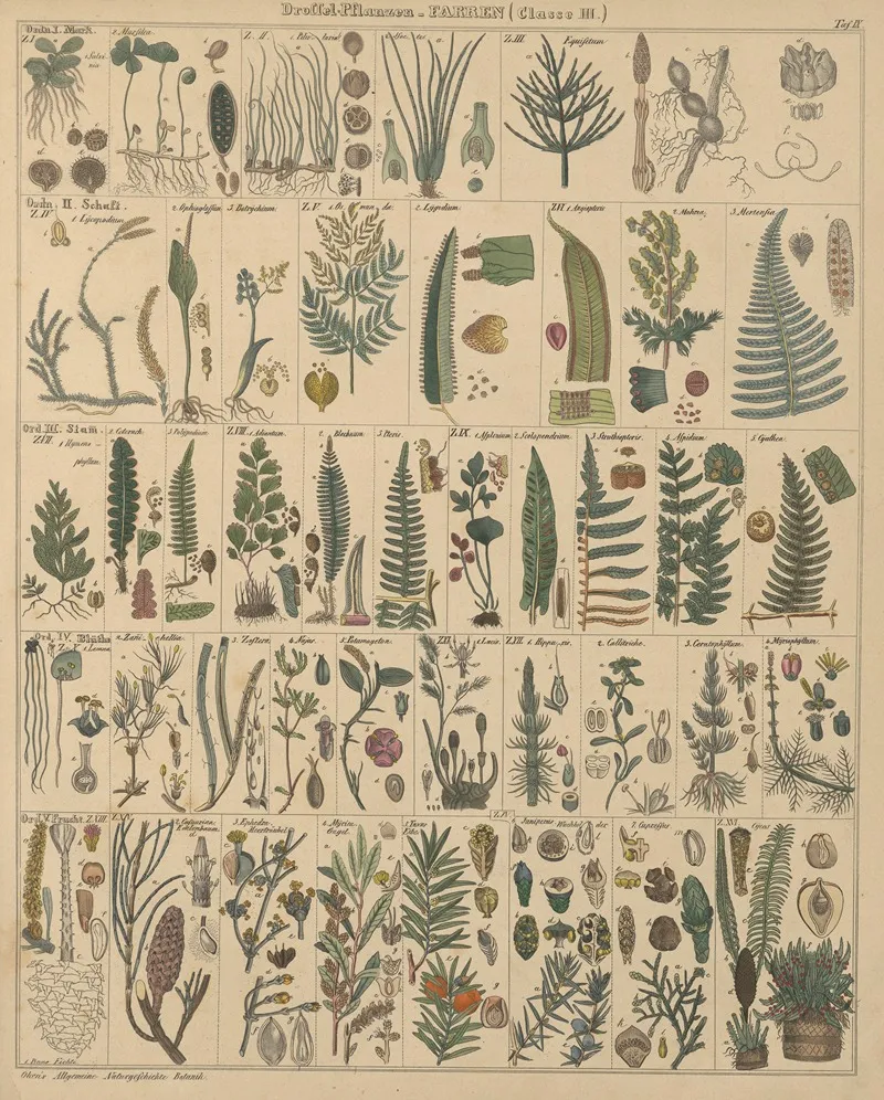 Abbildungen Zu Okens Allgemeiner Naturgeschichte Fur Alle Stande Pl 010 Wall Art by Lorenz Oken - High-Resolution Digital Print